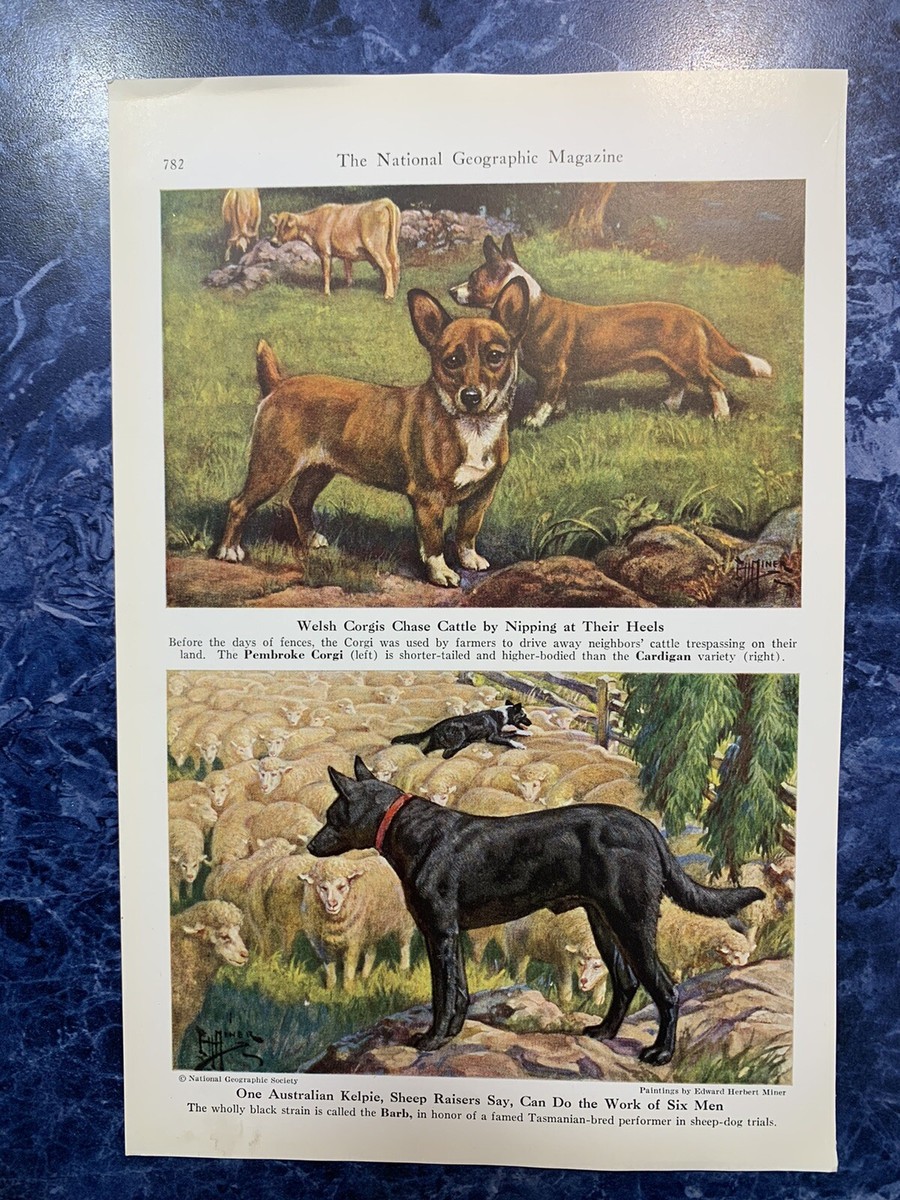 Sheep Corgi Working Dog Corgi Puppy Cardigan Welsh Corgi Herding - Main Image