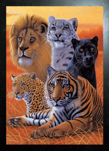 BLACK FRAMED BIG CATS LION TIGER PANTHER LEO - 3D MOVING ...