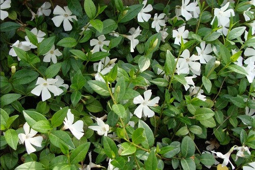10 x Vinca minor Alba(Bodendecker/winterhart/Staude/trittfest)Kleines Immergrün - Bild 3 von 4
