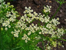 Herb Seed: Caraway Seeds 1000 Seeds FRESH Seed