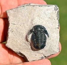 Trilobite Fossil, Gerastos granulosus (tuberculatus), from Morocco #2