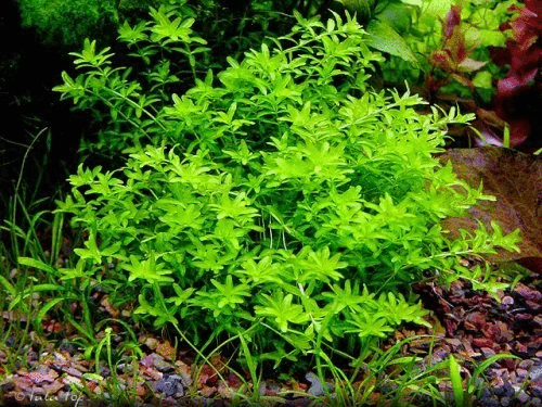 LCA - Hemianthus glomeratus (potted) / Live Aquarium Plants Shrimp Fish Tank - Picture 1 of 3