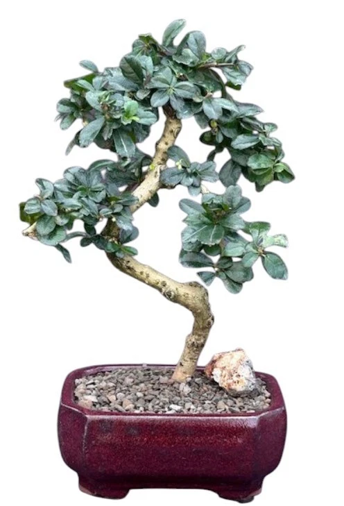 Indoor Finished Bonsai Trees for sale | eBay