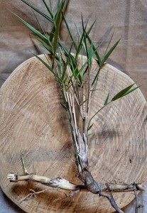 2 bamboo Arundinaria gigantea Giant rivercane River Cane NC Live Plant Start +1