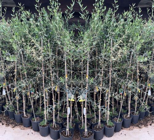 Olivenholz Maurino Pflanze Ab Frucht Auf Vase Ab 20 Baum Höhe Max 150 3 Jahre - Bild 1 von 1