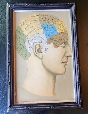 Antique Phrenological Chart Pseudo Science Brain Areas Art Illustration 1903 Vtg