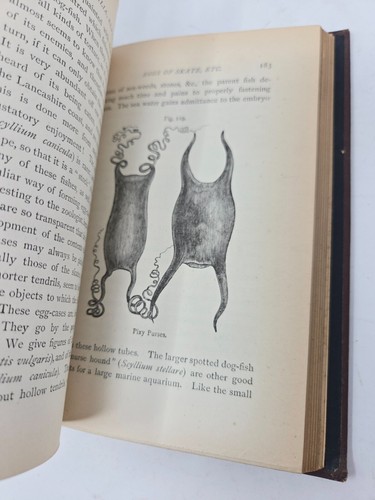The Aquarium by J.E. Taylor (1884) Victorian Guide to Aquaria, Illustrated - Picture 7 of 12