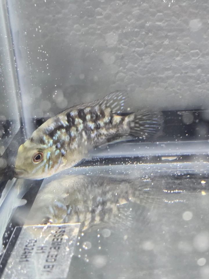 SUPER RED TEXAS CICHLID 3.5 INCH Black Friday only Ship Dec 8th. - Image 4 of 4