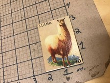 circa 1940's Original Vintage Paper on board Animal card 2x3 -- LLAMA