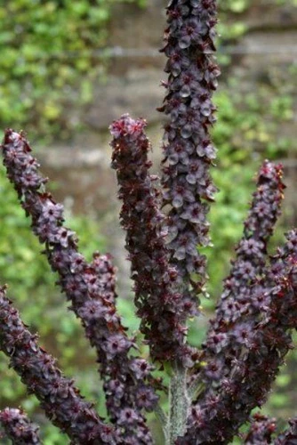 Veratrum nigrum | Black False Hellebore | 40 Seeds