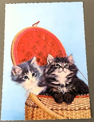 #M008   CAT    POSTCARD,