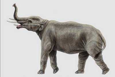 684037-tetralophodon-mammal-miocene-pliocene-a4-photo-print-ebay