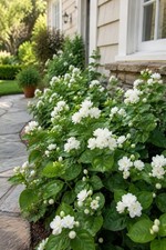 10 Pure White Arabian Jasmine Seeds Jasminum Sambac Fragrant Flower Plant