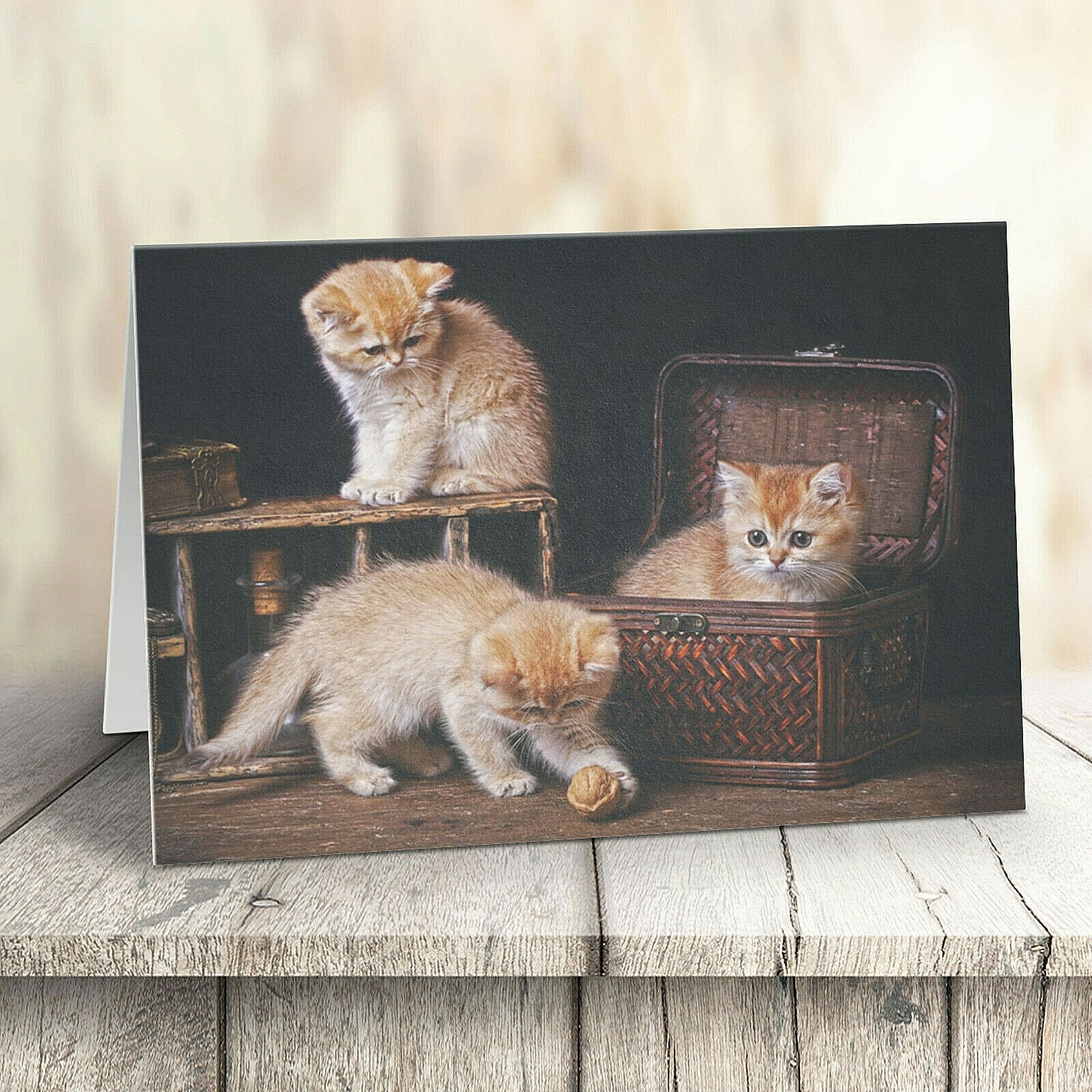 Playtime Cat and Kittens Greeting Card Blank Greetings Cards Birthday Cat Lovers