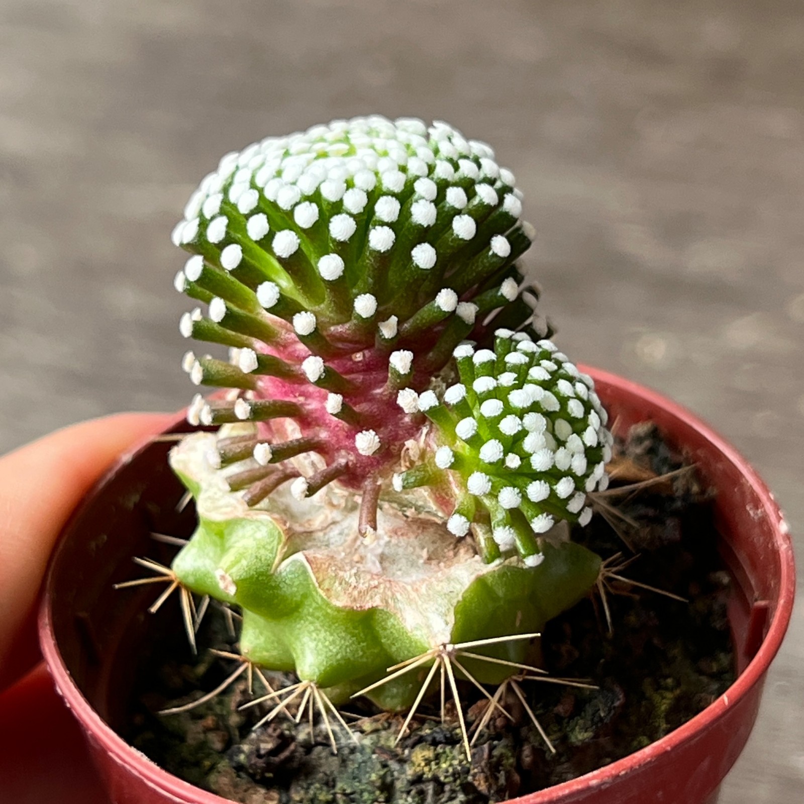 A62-264.Mammillaria luethyi (grafted)