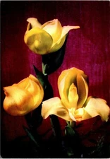 VINTAGE CONTINENTAL SIZE POSTCARD CUNA DE VENUS FLOWER OF COLOMBIA LOADED STAMPS