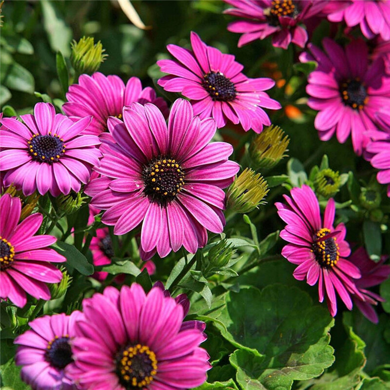 Osteospermum ecklonis (African Daisy) 100 seeds RARE Garden