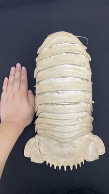 Massive Museumsqualität gefüllte Bathynomus Tiefsee Riesen Isopode Taxidermie selten A1