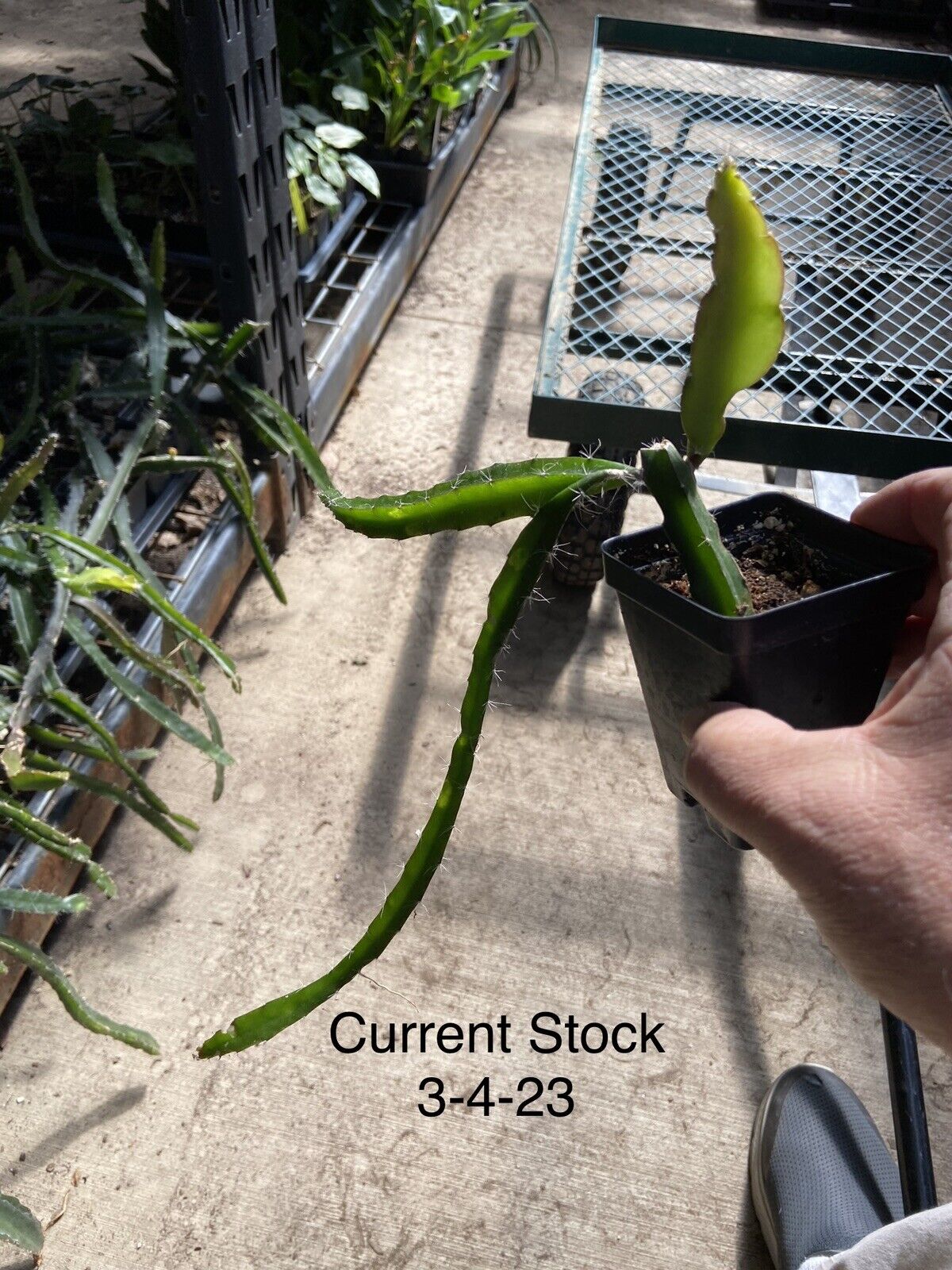 Wekiva Foliage Edgar's Baby Dragon Fruit Tree - 4 Live Starter Plants -  Hylocereous Undatus - Edible Tropical Fruit Plant from Florida  EdgarsBabyDragonFruitTree2x4 - The Home Depot