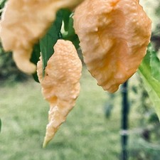 Jay's Peach Ghost Hot Pepper 10 Seeds Free Shipping!