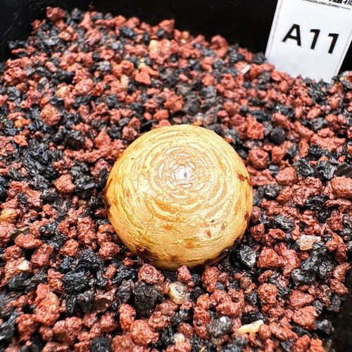 Pianta succulenta da giardino 1-1,5 cm piante bellissime - Foto 16 di 19