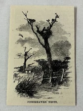 1883 magazine engraving ~ FISHKHAWKS NESTS