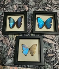 Pearl Morpho, Blue Morpho, Blue Banded Morpho REAL Framed Butterflies
