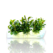 Bucephalandra Green Wavy Tissue Culture Aquarium Plants Factory