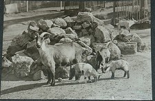 52314 AK Giardino Zoologico Di Schwerin Capre Nane