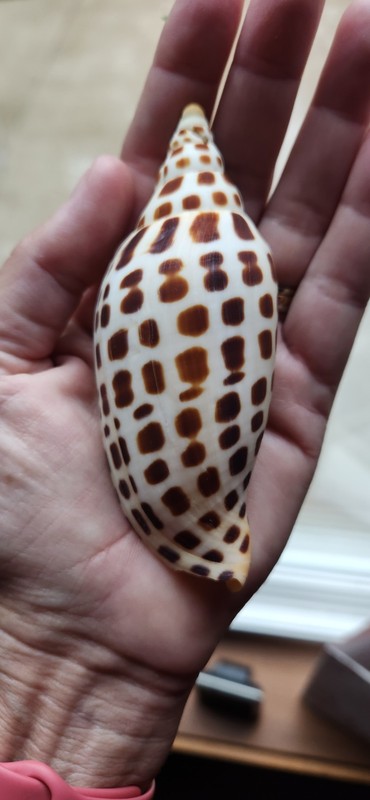 Scaphella Junonia  4 3/4"  INCH  Or 120.65 mm. No reserve. Beautiful!