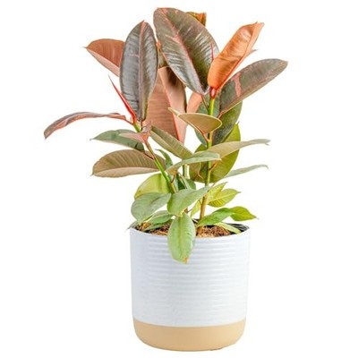 Ficus Live Plant in Decorative Pot, Large Floor Indoor Houseplant, Assorted 