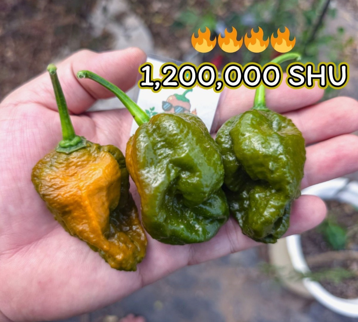 Mezcla de semillas de chile exóticas raras 40+ variedades | Pimienta picante orgánica