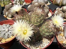 Coryphantha durangensis exotic rare cactus bonsai succulent seed cacti 50 SEEDS