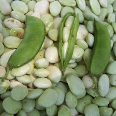 #ad White Dixie Butterpea Seeds NON GMO Lima Bean Shell or Dry Bean FREE SHIP $25.99