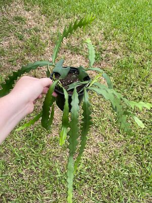 #ad Disocactus Anguloger Selenicereus Anthonynaus RIC Rac Zip Zag Fishbone Cactus $23.79