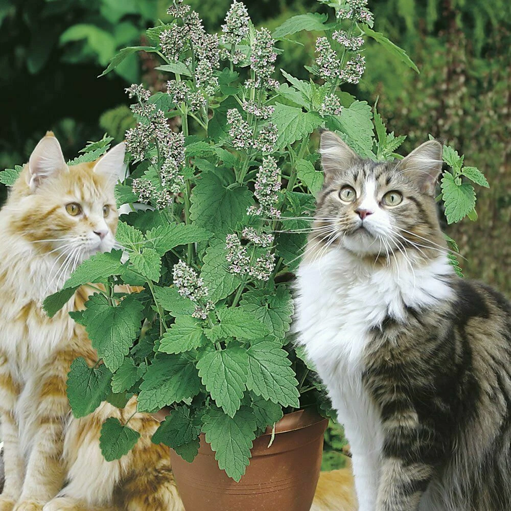 Catnip Nepeta mussini Catmint Perennial Flower 100 Seeds Cat Seeds Green  Plant