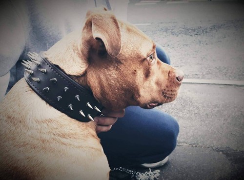 Handmade Dog Collar | Real Leather | Metal Spikes | Colours And Sizes Available - Picture 6 of 6