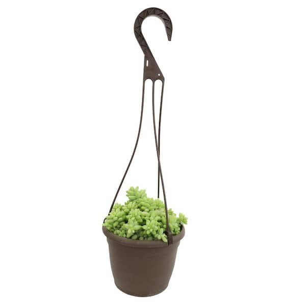6-inch Sedum Burrito Succulent Hanging Basket Plant  
