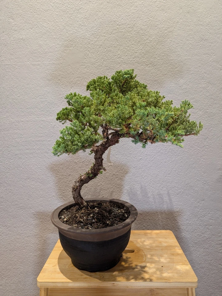 30 YEAR OLD JUNIPER BONSAI 'SQUAMATA' IN CLAY POT - image 1 of 4