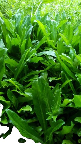 Culture De L'Origan Au Jardin Aromatique, Du Semis à La Récolte