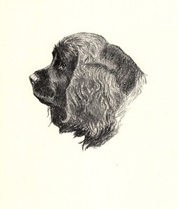 Antique Sussex Spaniel Print Ch Rummy of Oakerland 1935 Wardle Art CFW 6008g
