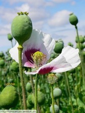 POPPY SEEDS,  TASMANIAN,  17 grams, 55 000 Seeds, Papaver S0mniferum, Seeds Only