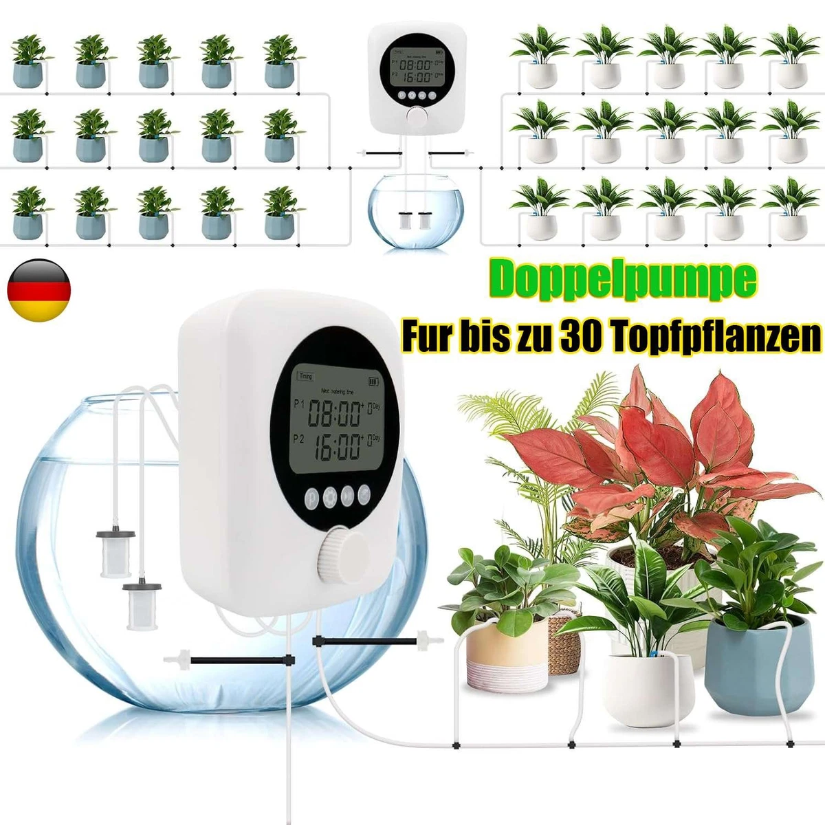 iresine zimmerpflanze pflege Iresine diffusa f. herbstii 'Rich Goldstar' Medium main image 0