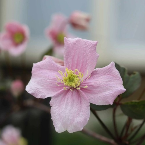 Clematis Montana Rubens Deciduous Scented Pink Flowering Climber in 1LTR POT - Picture 2 of 4