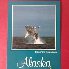 Alaska Breaching Humpback Whale Continental Postcard