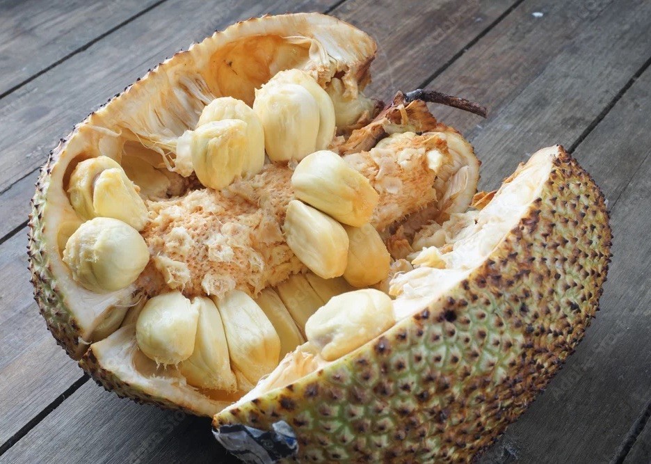 Exotic Cempedak Seedling (Artocarpus Interger) Champedak Mit To Nu Tropic Plant