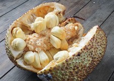 Exotic Cempedak Seedling (Artocarpus Interger) Champedak Mit To Nu Tropic Plant