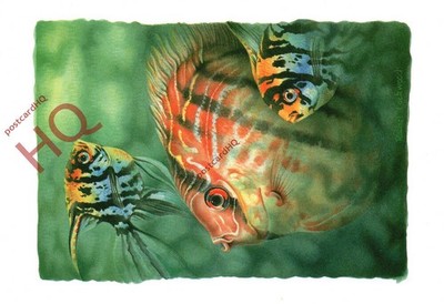 Ansichtskarte: Fisch, Engel und Diskus
