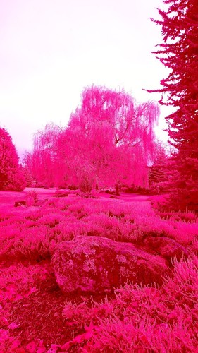 Infrared Filter, Aerochrome / IR-chrome 55mm filter *** SEE VIDEO *** UK Seller - Picture 18 of 21