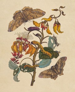 European Master Print Metamorphosis by Maria  Merian Fine Art Reproduction